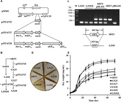 Engineered Streptomyces lividans Strains for Optimal Identification and Expression of Cryptic Biosynthetic Gene Clusters